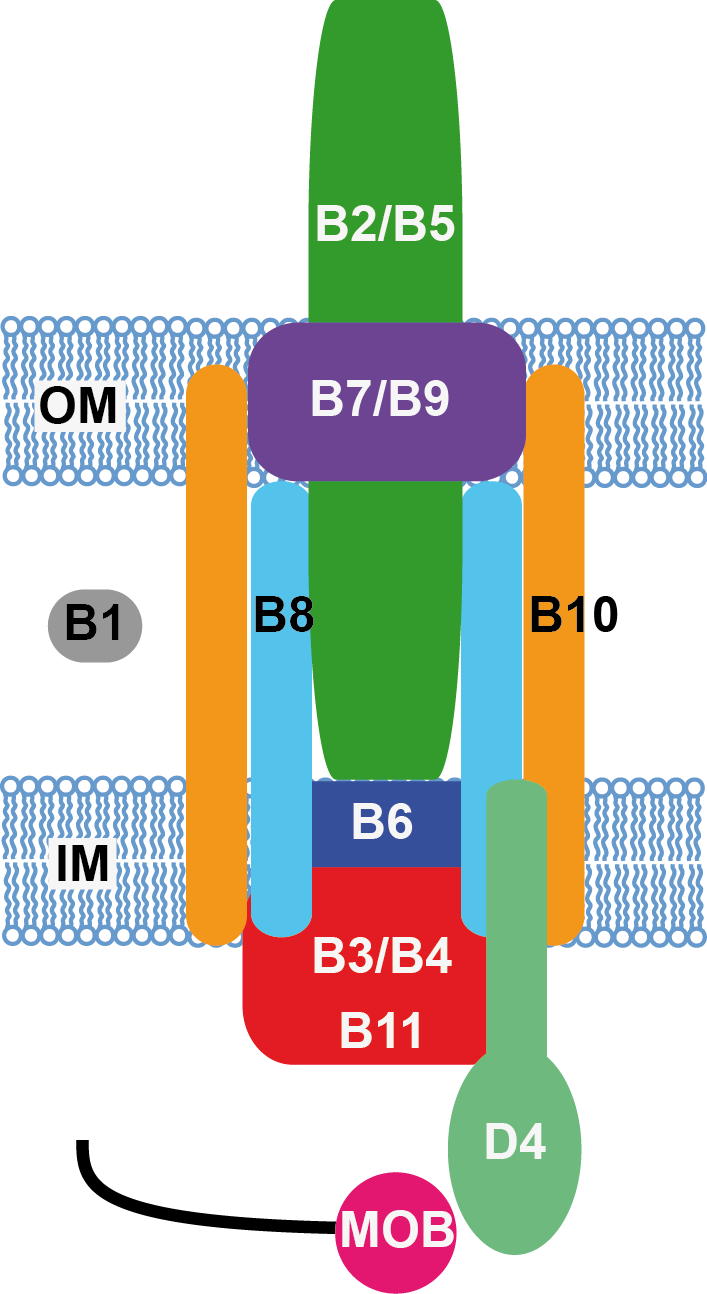 Non-Flagellar Type III Secretion System schema